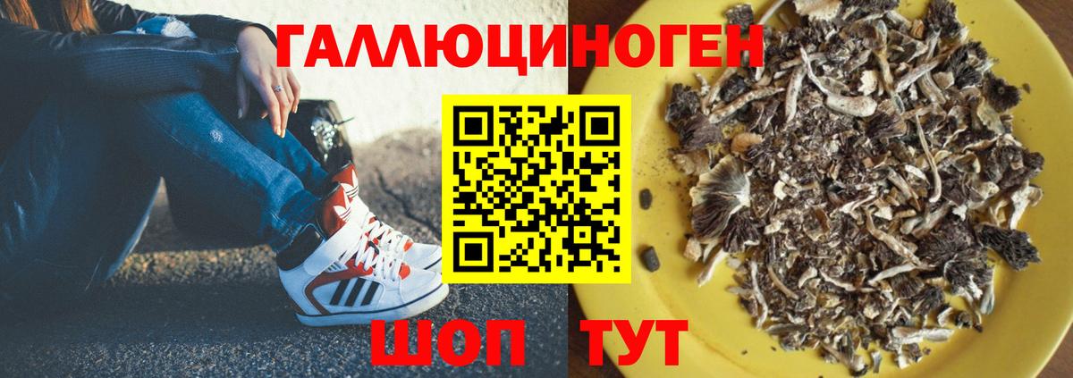 Зеленогорск  Галлюциногенные грибы прущие грибы  Вход с VPN 